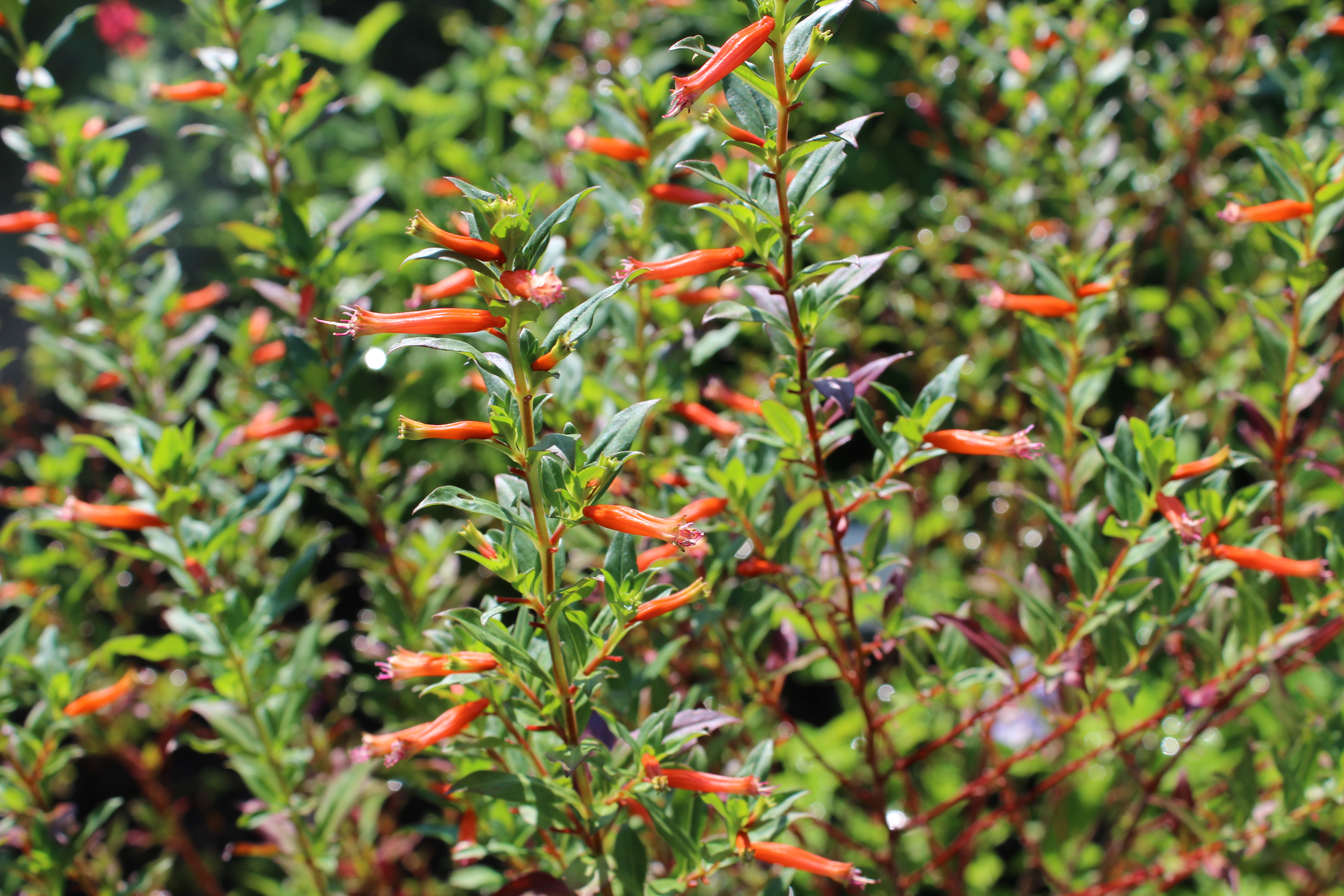 A close-up of green plants with elongated, tubular orange flowers in a lush garden setting, surrounded by dense greenery.